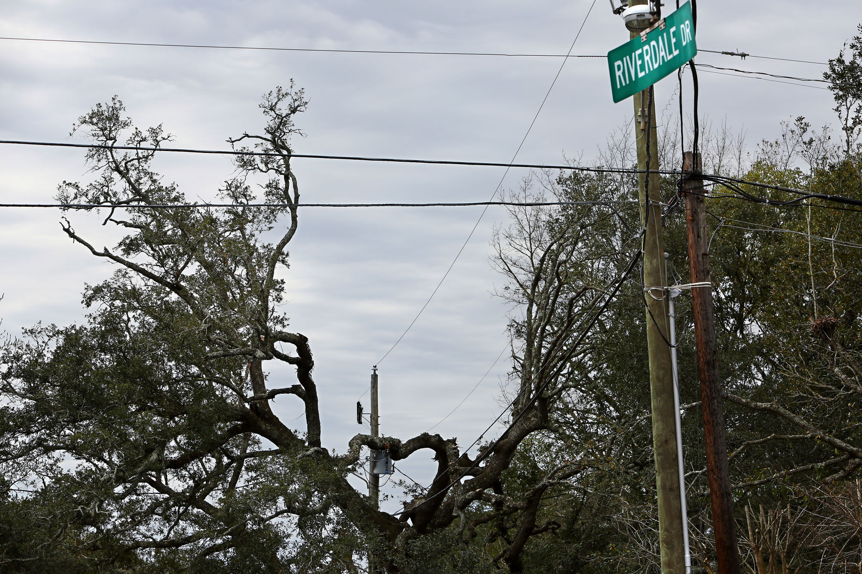 trimmed tree riverdale st andrews blvd.jpg (copy)